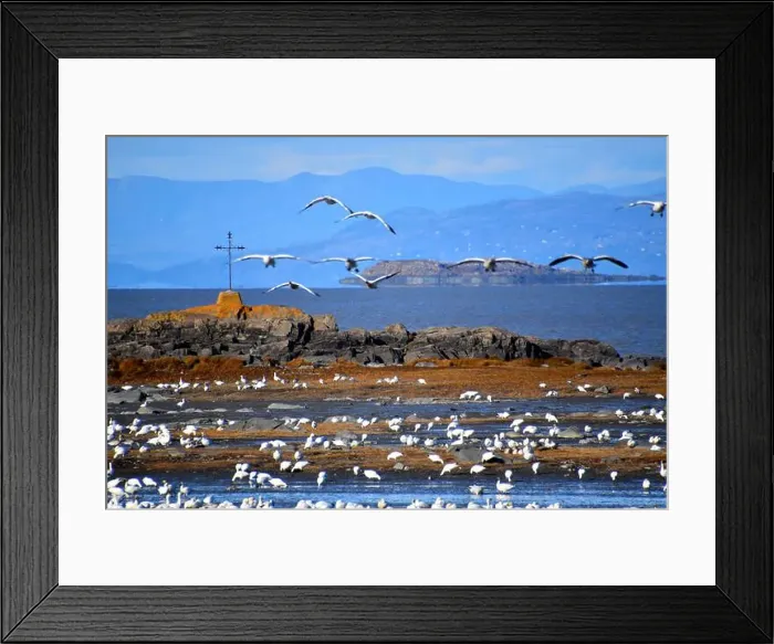 Framed Print : Snow geese in spring, L'Islet, Québec, Canada Framed Print : Snow geese in spring, L'Islet, Québec, Canada
