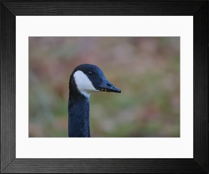 Framed Print : Canada goose (Branta canadensis) Framed Print : Canada goose (Branta canadensis)
