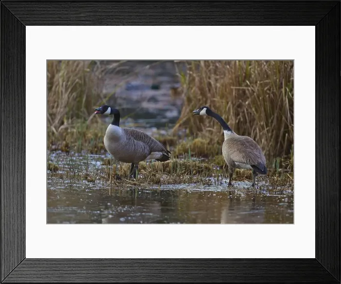Framed Print : Canada goose (Branta canadensis) Framed Print : Canada goose (Branta canadensis)