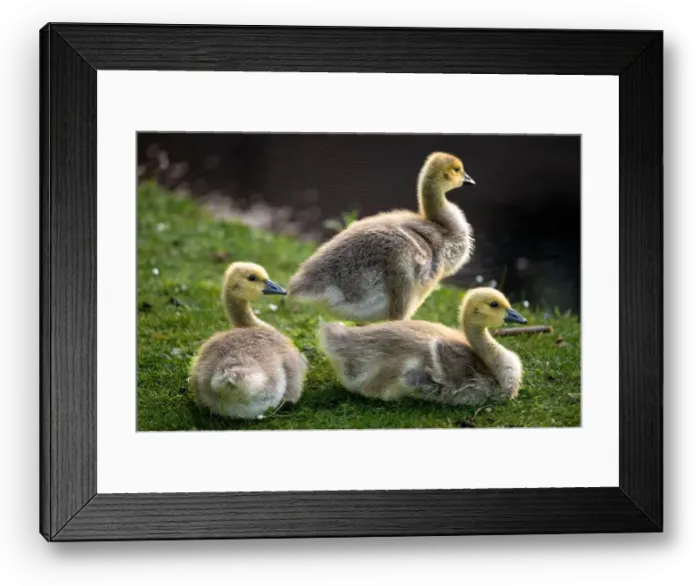 Framed Print : Three Canada goose goslings sitting on grass by a pond. Canada geese (Branta canadensis) in Kent, UK Framed Print : Three Canada goose goslings sitting on grass by a pond. Canada geese (Branta canadensis) in Kent, UK