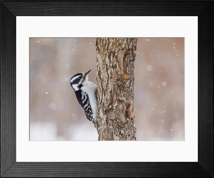 Framed Print : Downy woodpecker (Dryobates pubescens) in winter storm Framed Print : Downy woodpecker (Dryobates pubescens) in winter storm