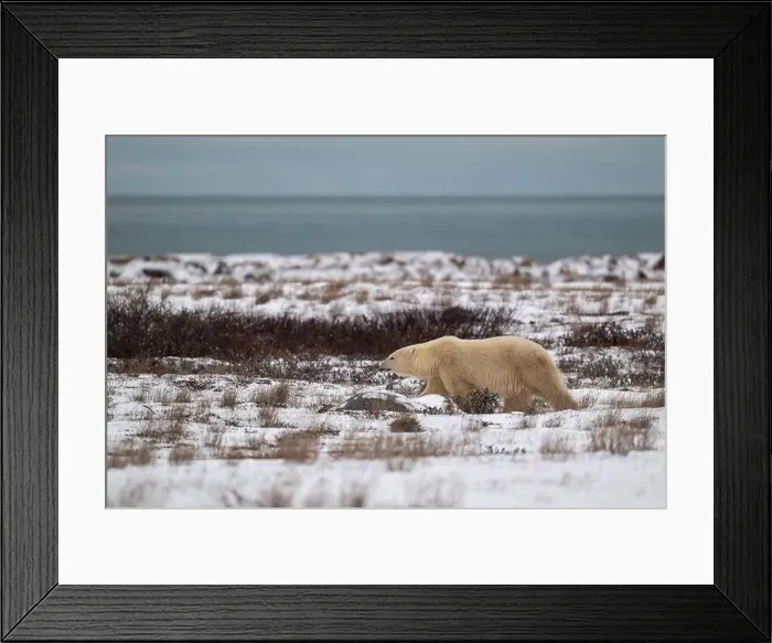 Framed Print : A polar bear walking through snow covered ground with Hudson Bay in the background near Churchill, Manitoba Framed Print : A polar bear walking through snow covered ground with Hudson Bay in the background near Churchill, Manitoba