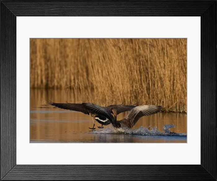 Framed Print : Greylag Goose (Anser Anser) chasing away a Canada Goose (Branta canadensis) on the Somerset Levels in Somerset Framed Print : Greylag Goose (Anser Anser) chasing away a Canada Goose (Branta canadensis) on the Somerset Levels in Somerset