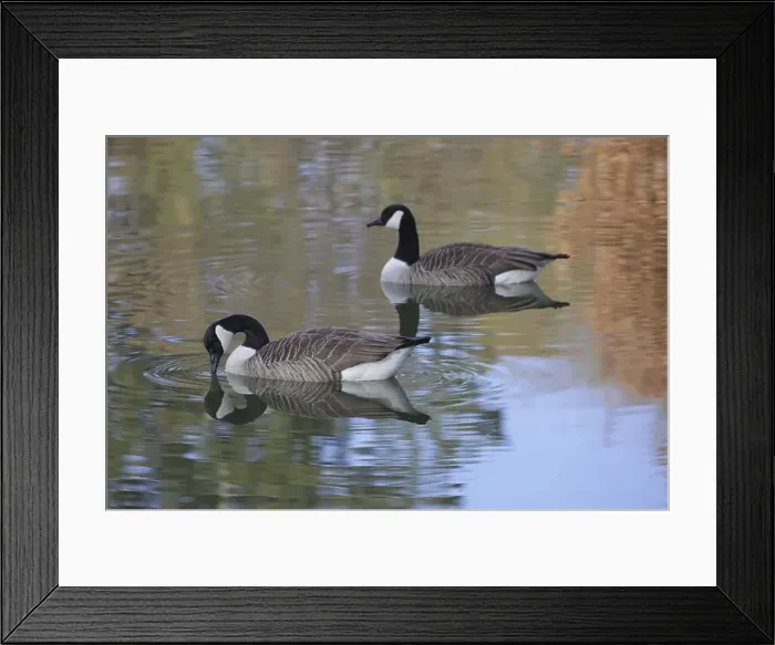 Framed Print : Two Canada geese (Branta canadensis) swimming in the water. A goose drinking Framed Print : Two Canada geese (Branta canadensis) swimming in the water. A goose drinking