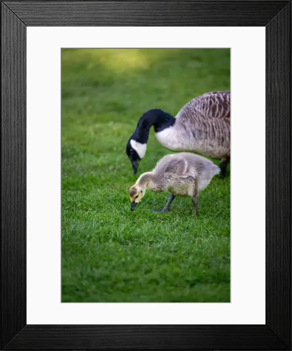 Framed Print : Canada goose adult bird and gosling standing on grass and feeding. Canada geese (Branta canadensis) in Kent, UK Framed Print : Canada goose adult bird and gosling standing on grass and feeding. Canada geese (Branta canadensis) in Kent, UK