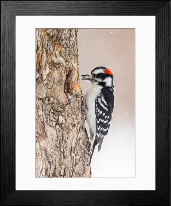 Framed Print : Downy woodpecker (Dryobates pubescens) in winter storm Framed Print : Downy woodpecker (Dryobates pubescens) in winter storm