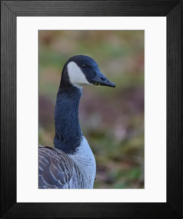 Framed Print : Canada goose (Branta canadensis) Framed Print : Canada goose (Branta canadensis)