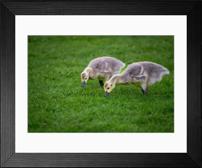 Framed Print : Two Canada goose goslings standing on grass. Canada geese (Branta canadensis) in Kent, UK Framed Print : Two Canada goose goslings standing on grass. Canada geese (Branta canadensis) in Kent, UK