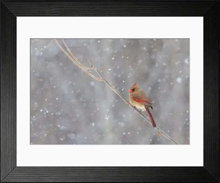 Framed Print : northern cardinal (Cardinalis cardinalis) in winter storm