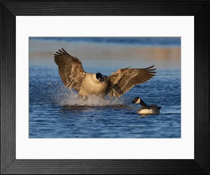 Framed Print : Male Canada Goose (Branta canadensis) Framed Print : Male Canada Goose (Branta canadensis)