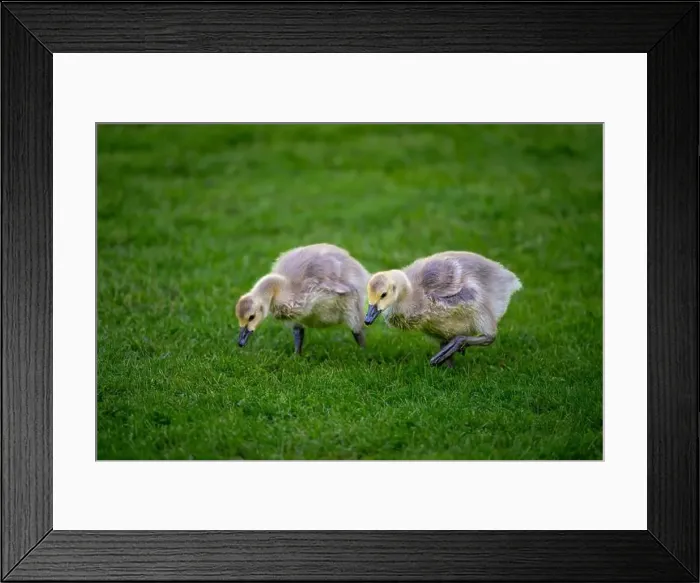 Framed Print : Two Canada goose goslings walking on grass. Canada geese (Branta canadensis) in Kent, UK Framed Print : Two Canada goose goslings walking on grass. Canada geese (Branta canadensis) in Kent, UK