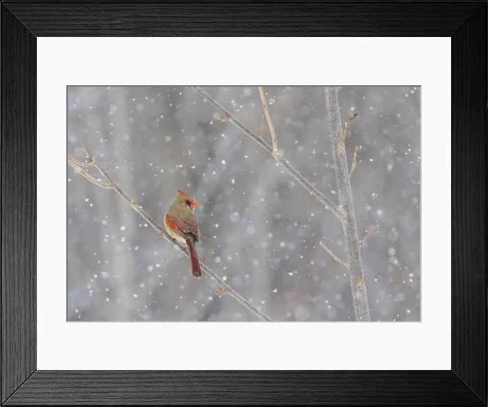 Framed Print : northern cardinal (Cardinalis cardinalis) in winter storm