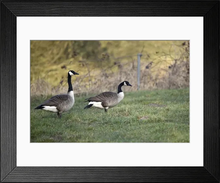 Framed Print : Canada geese (Branta canadensis) in a meadow Framed Print : Canada geese (Branta canadensis) in a meadow