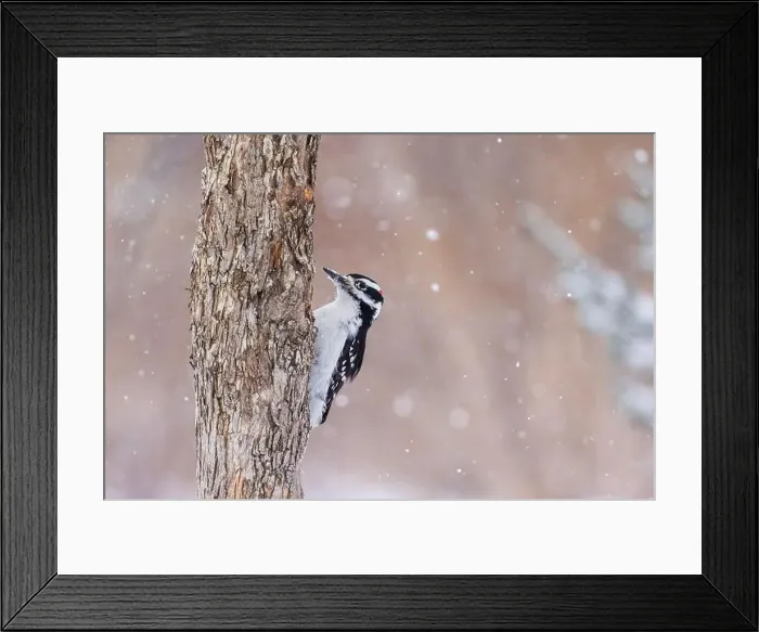 Framed Print : hairy woodpecker (Leuconotopicus villosus) in winter storm Framed Print : hairy woodpecker (Leuconotopicus villosus) in winter storm
