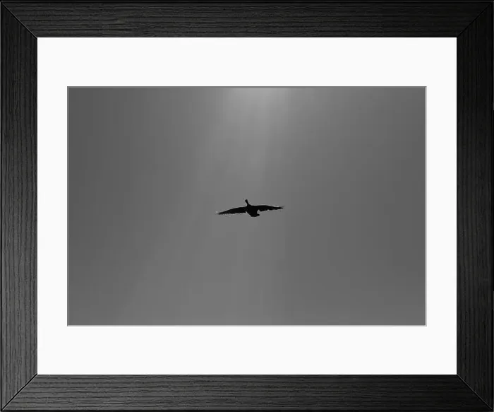 Framed Print : Canada Goose in flight, with rays of sunlight. Black and white Framed Print : Canada Goose in flight, with rays of sunlight. Black and white