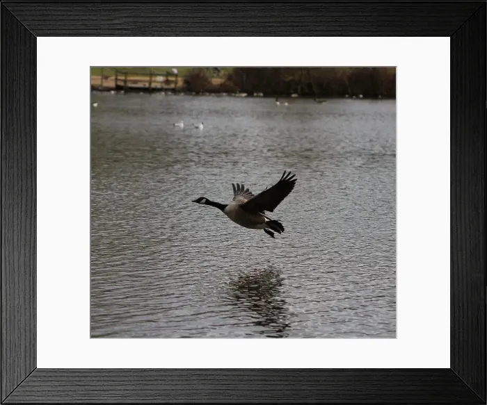 Framed Print : Canadian goose in mid flight and landing on lake in Hainault forest country park Framed Print : Canadian goose in mid flight and landing on lake in Hainault forest country park