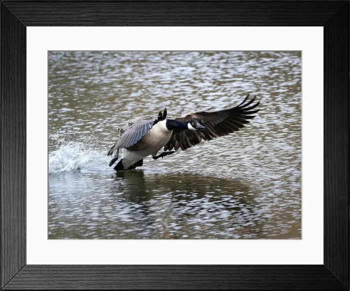 Framed Print : Canada Goose Credit: Ian Jacobs Framed Print : Canada Goose Credit: Ian Jacobs