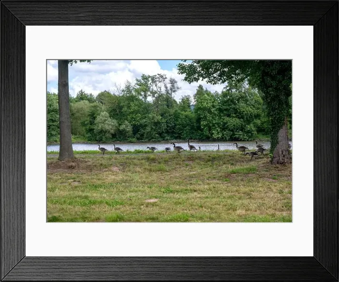 Framed Print : Many Canada geese ( Branta canadensis ) on a green meadow near the river bank Framed Print : Many Canada geese ( Branta canadensis ) on a green meadow near the river bank