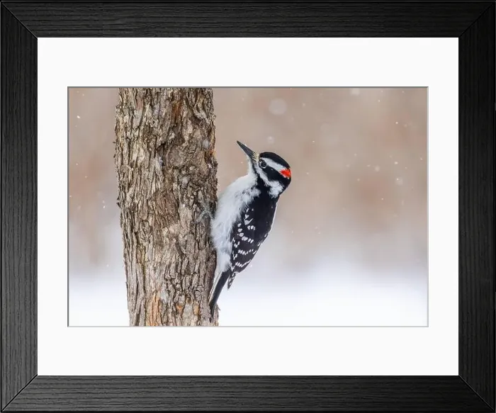 Framed Print : hairy woodpecker (Leuconotopicus villosus) in winter storm Framed Print : hairy woodpecker (Leuconotopicus villosus) in winter storm