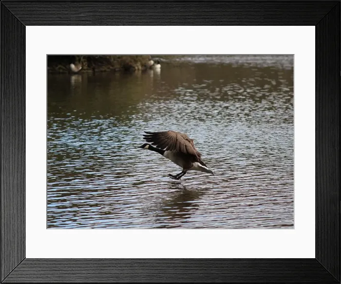 Framed Print : Canadian goose in mid flight and landing on lake in Hainault forest country park Framed Print : Canadian goose in mid flight and landing on lake in Hainault forest country park