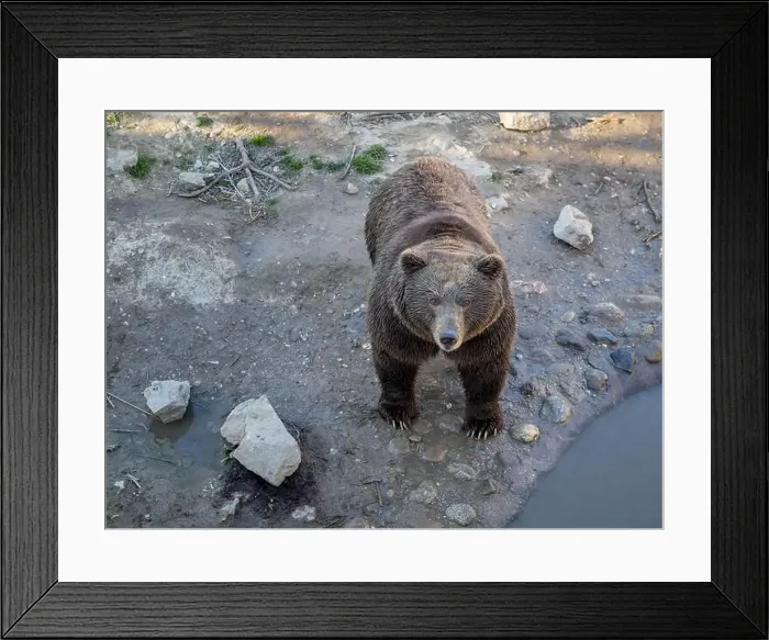 Framed Print : Majestic Grizzly Bear Standing Tall in Natural Habitat Framed Print : Majestic Grizzly Bear Standing Tall in Natural Habitat