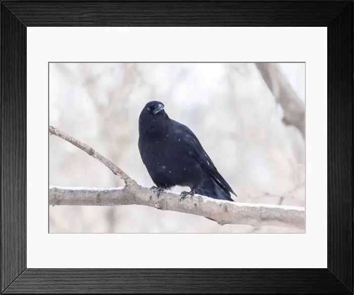 Framed Print : American crow (Corvus brachyrhynchos) in winter Framed Print : American crow (Corvus brachyrhynchos) in winter