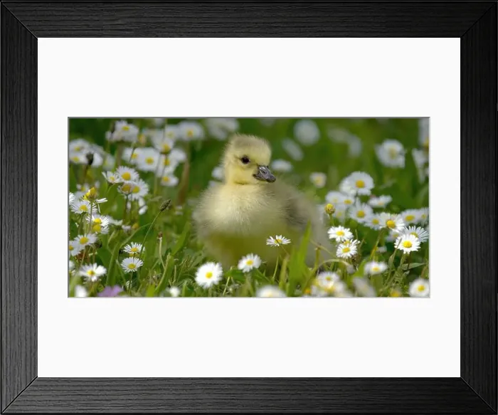 Framed Print : poussin bébé Bernache du Canada - Branta canadensis - baby chick Canada Goose Framed Print : poussin bébé Bernache du Canada - Branta canadensis - baby chick Canada Goose