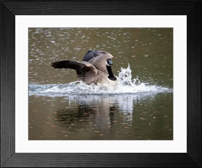 Framed Print : Canada Goose Credit: Ian Jacobs Framed Print : Canada Goose Credit: Ian Jacobs