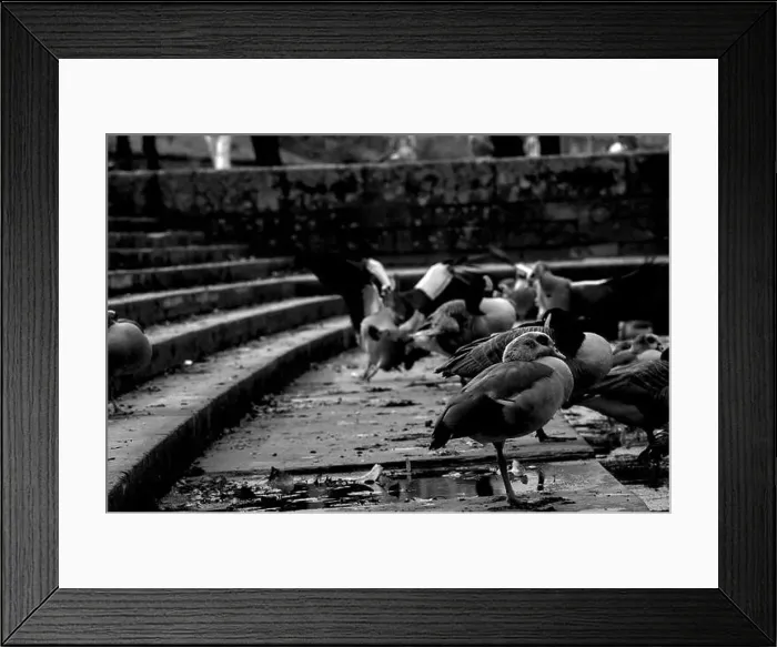 Framed Print : geese by the river Framed Print : geese by the river
