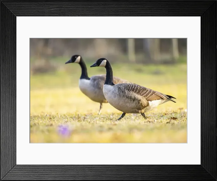 Framed Print : Canada goose (Branta canadensis) walking on a meadow in spring, Franconia, Bavaria, Germany, Europe Framed Print : Canada goose (Branta canadensis) walking on a meadow in spring, Franconia, Bavaria, Germany, Europe