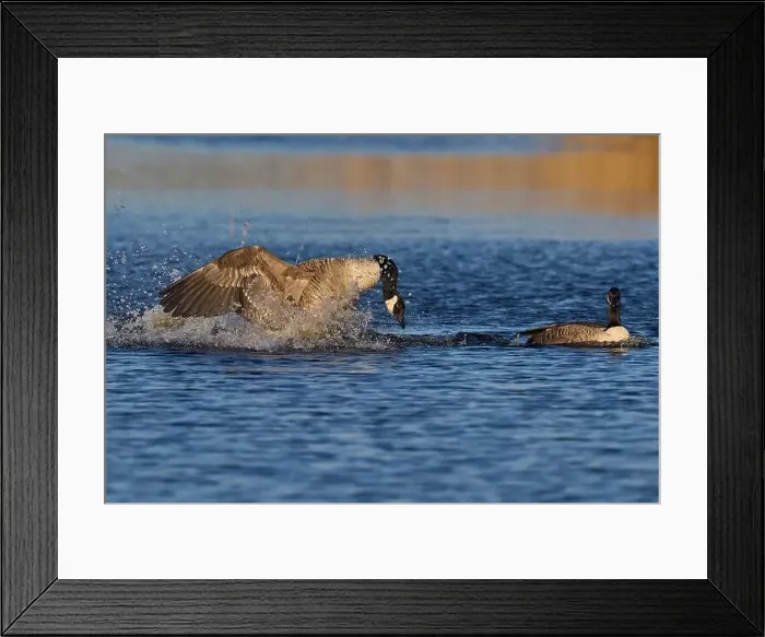 Framed Print : Male Canada Goose (Branta canadensis) Framed Print : Male Canada Goose (Branta canadensis)