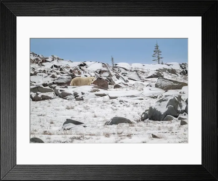 Framed Print : Polar bear walking along the rocky shoreline of the Hudson Bay near Churchill, Manitoba Framed Print : Polar bear walking along the rocky shoreline of the Hudson Bay near Churchill, Manitoba