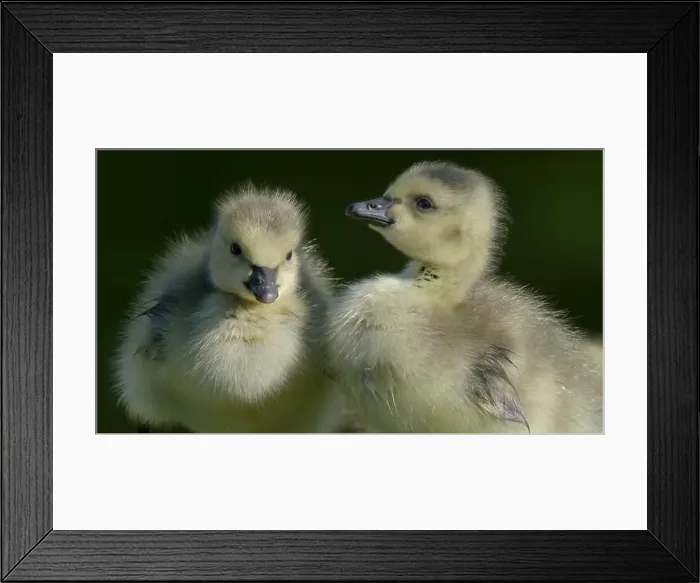 Framed Print : poussin bébé Bernache du Canada - Branta canadensis - baby chick Canada Goose Framed Print : poussin bébé Bernache du Canada - Branta canadensis - baby chick Canada Goose