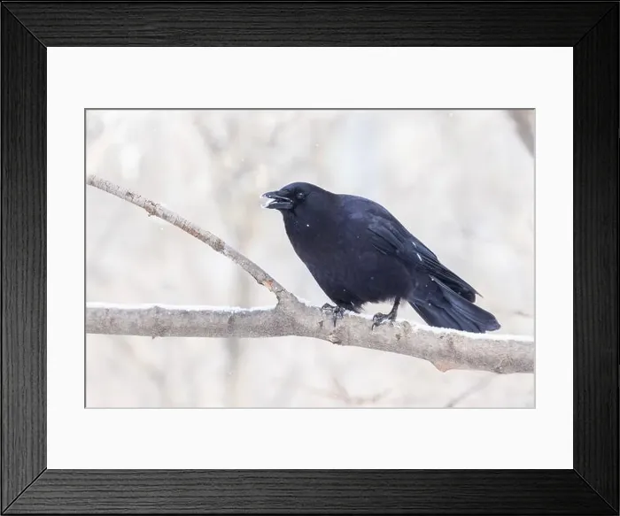 Framed Print : American crow (Corvus brachyrhynchos) in winter Framed Print : American crow (Corvus brachyrhynchos) in winter