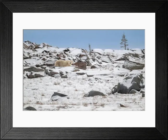 Framed Print : Polar bear walking along the rocky shoreline of the Hudson Bay near Churchill, Manitoba Framed Print : Polar bear walking along the rocky shoreline of the Hudson Bay near Churchill, Manitoba