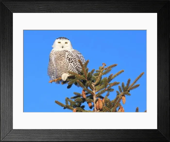 Framed Print : Snowy Owl female perched in a pine with blue sky on the background in Quebec, Canada Framed Print : Snowy Owl female perched in a pine with blue sky on the background in Quebec, Canada
