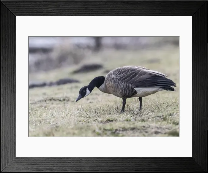 Framed Print : Canada goose (Branta canadensis), Emsland, Lower Saxony, Germany, Europe Framed Print : Canada goose (Branta canadensis), Emsland, Lower Saxony, Germany, Europe