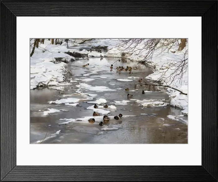 Framed Print : mallards or wild duck (Anas platyrhynchos) in Canadian winter Framed Print : mallards or wild duck (Anas platyrhynchos) in Canadian winter
