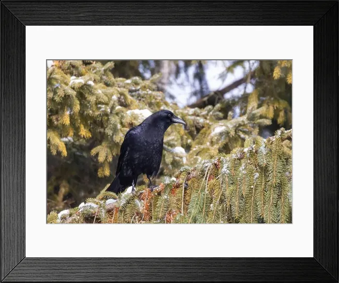 Framed Print : American crow (Corvus brachyrhynchos) in winter Framed Print : American crow (Corvus brachyrhynchos) in winter