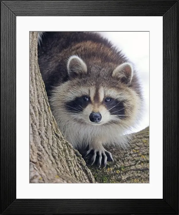 Framed Print : Raccoon portrait on the tree, Montreal, Canada Framed Print : Raccoon portrait on the tree, Montreal, Canada