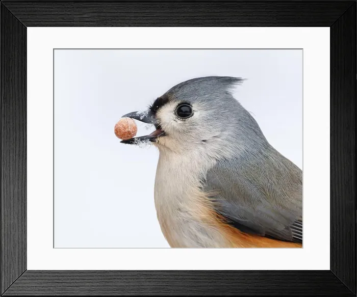 Framed Print : Tufted Titmouse (Baeolophus bicolor) with a peanut from a bird feeder in its beak - Pinery Provincial Park, ON Framed Print : Tufted Titmouse (Baeolophus bicolor) with a peanut from a bird feeder in its beak - Pinery Provincial Park, ON