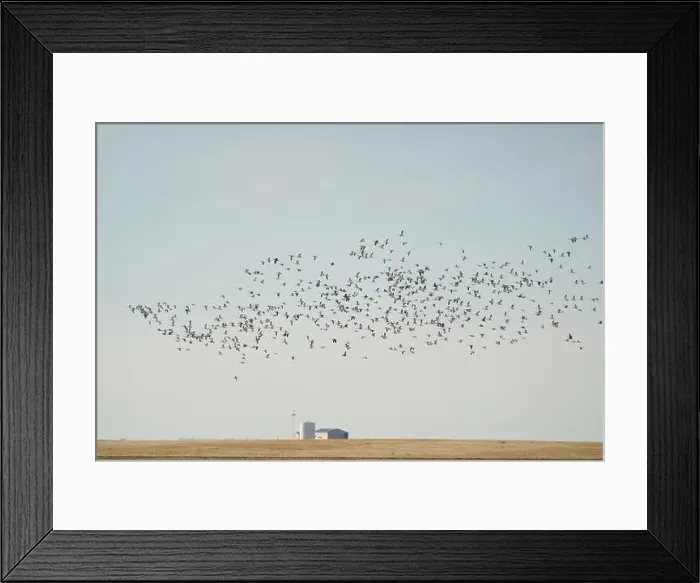 Framed Print : Large flock of snow geese flying in formation over a farm Framed Print : Large flock of snow geese flying in formation over a farm
