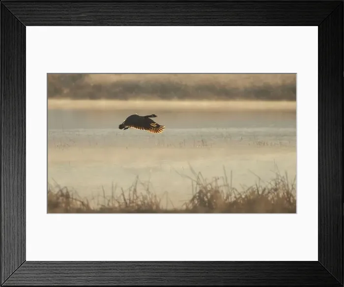Framed Print : Canada goose (Branta canadensis) flying low over a pond at Honey Lake Wildlife Refuge Framed Print : Canada goose (Branta canadensis) flying low over a pond at Honey Lake Wildlife Refuge