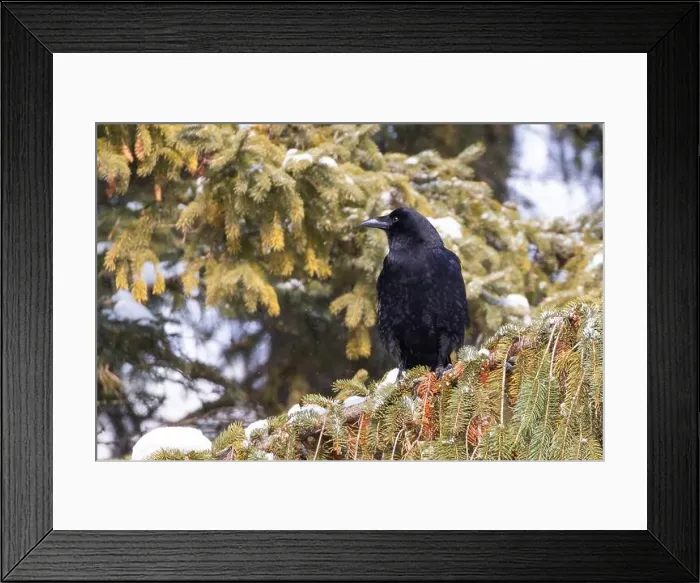 Framed Print : American crow (Corvus brachyrhynchos) in winter Framed Print : American crow (Corvus brachyrhynchos) in winter