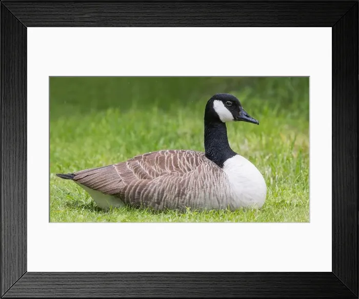 Framed Print : Canada Goose [ Branta canadensis ] resting on grass