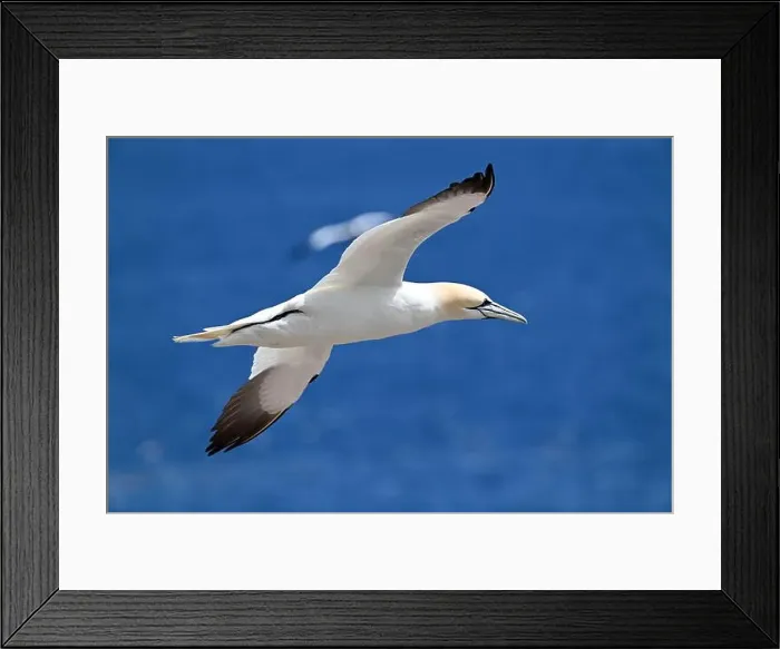 Framed Print : One of the most important colony of gannets (fous de Bassan) in the world is on the ile Bonanventure Framed Print : One of the most important colony of gannets (fous de Bassan) in the world is on the ile Bonanventure