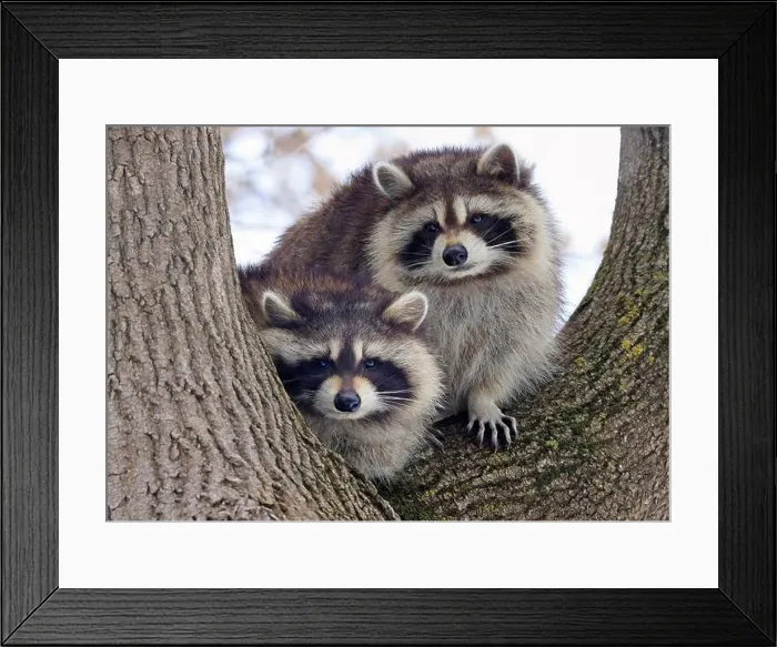 Framed Print : Funny raccoons on the tree, Montreal, Canada Framed Print : Funny raccoons on the tree, Montreal, Canada