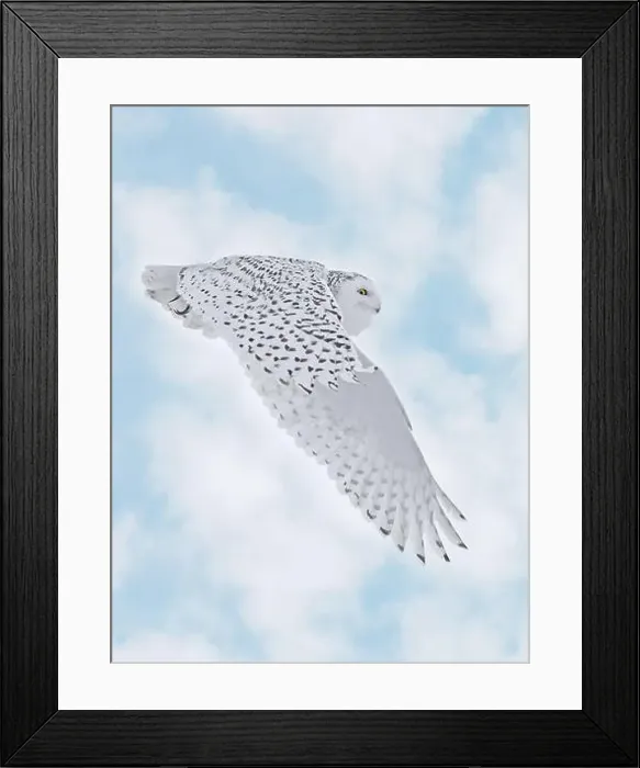 Framed Print : Snowy Owl female flying on a mixed clouds and blue sky background in Quebec, Canada Framed Print : Snowy Owl female flying on a mixed clouds and blue sky background in Quebec, Canada