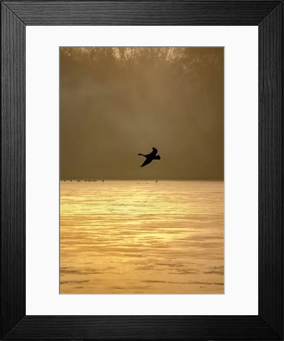 Framed Print : Silhouette of a Canada Goose in flight over a golden lake on a misty morning capturing tranquil freedom Framed Print : Silhouette of a Canada Goose in flight over a golden lake on a misty morning capturing tranquil freedom