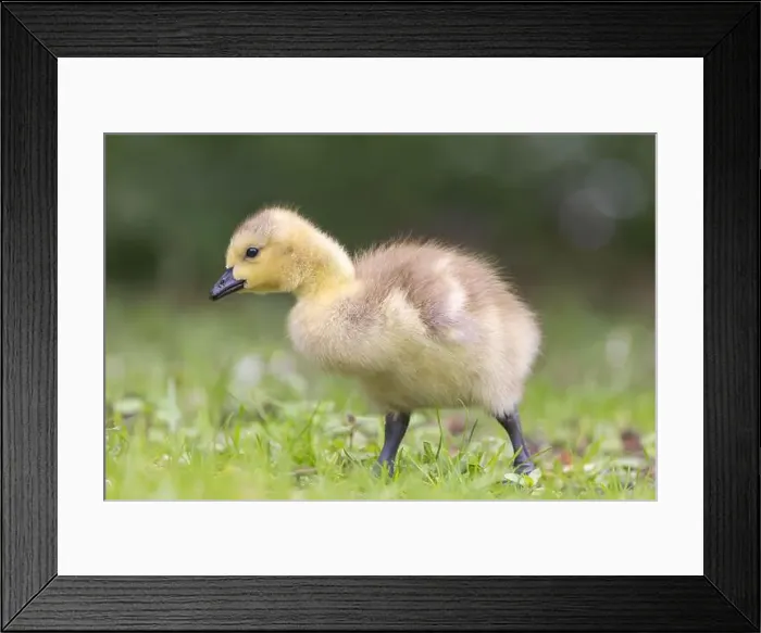 Framed Print : Canada Goose [ Branta canadensis ] Gosling on grass
